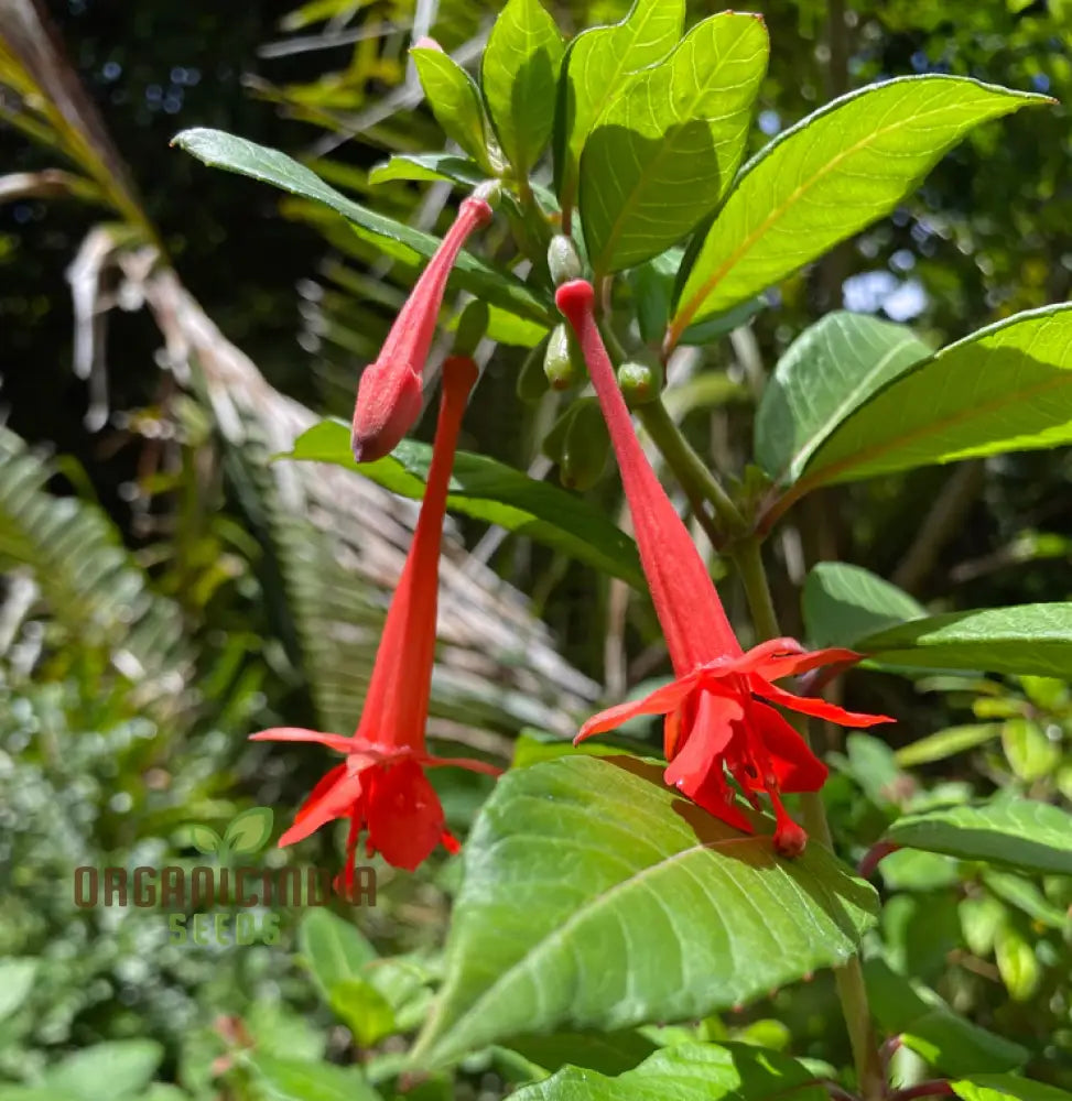 Fuchsia seeds plant growth in shaded outdoor garden