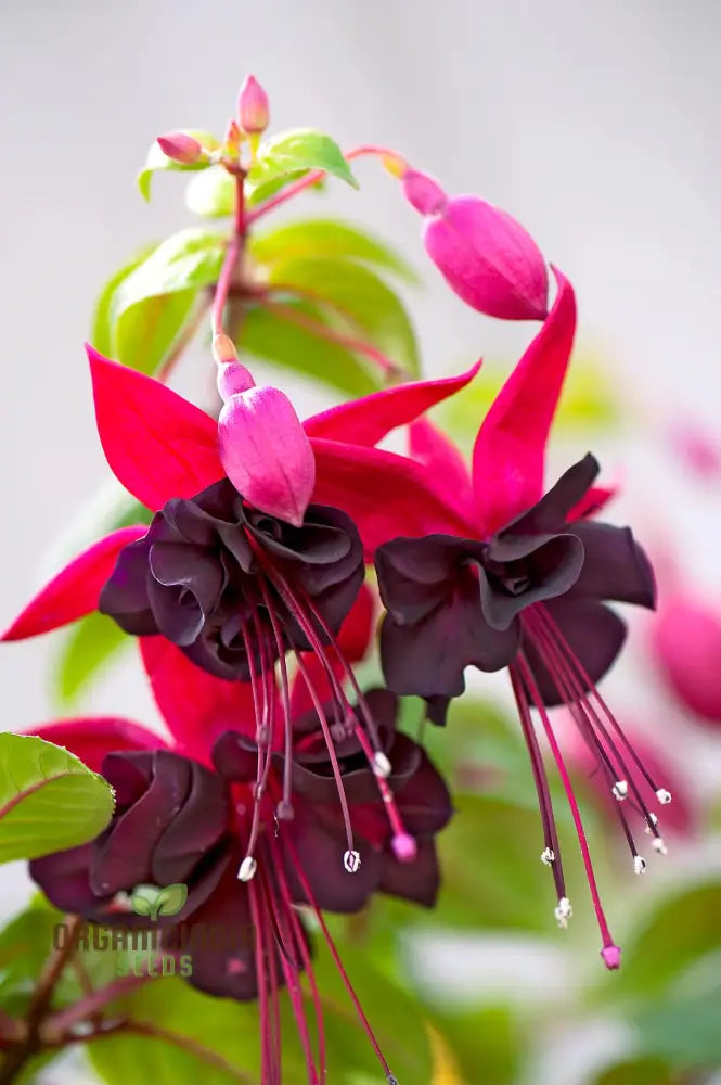 Fuchsia Viola double petal seeds compact bonsai blooms