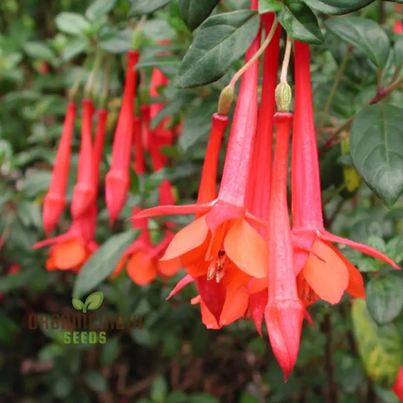 Fuchsia Vulcanica seeds packet for planting flowering garden plants