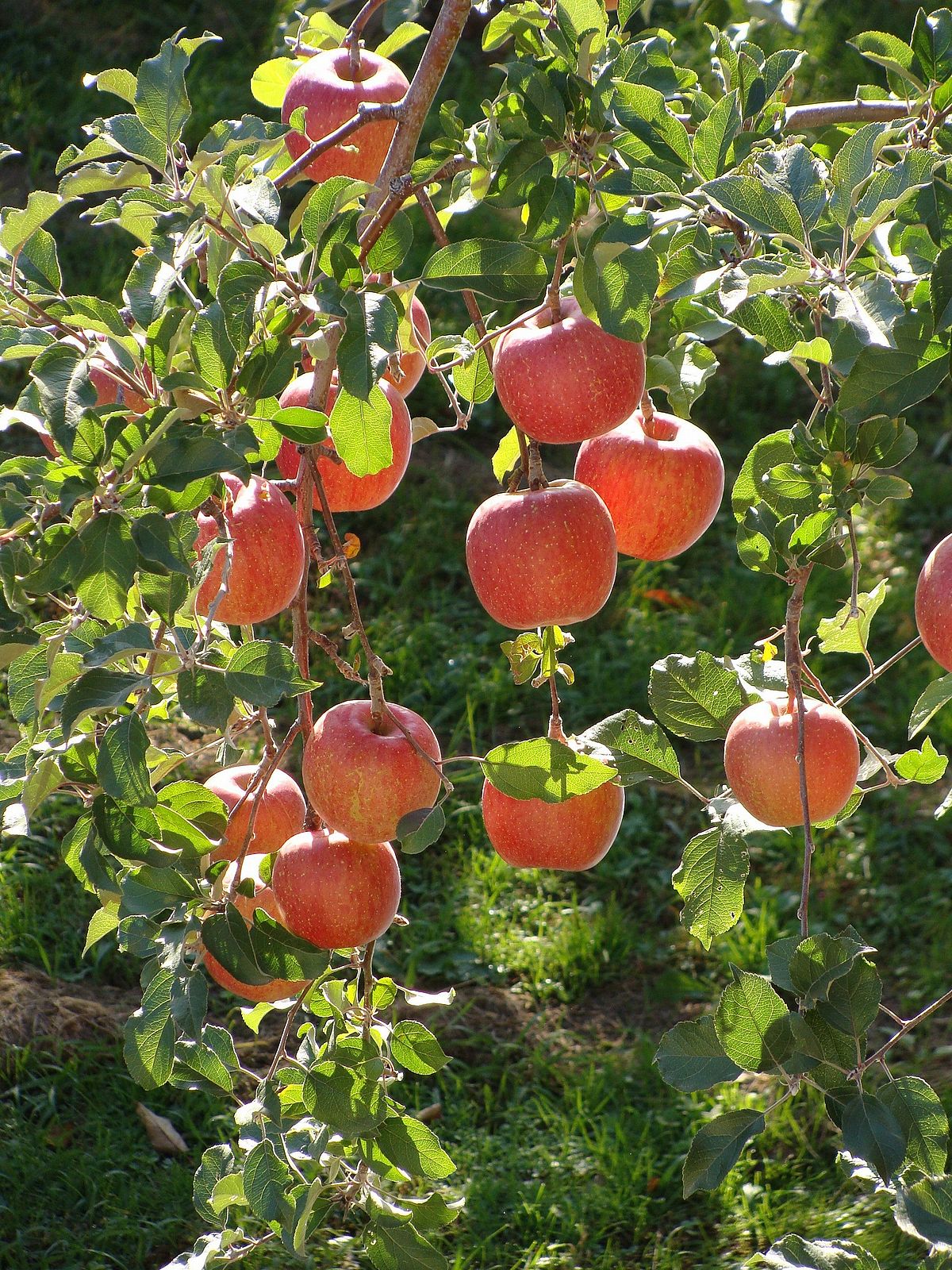 Fuji apple seeds for planting in home garden