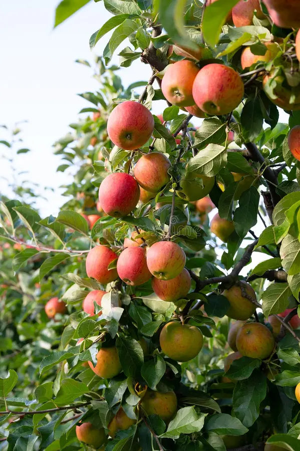 Fuji apple seed pack for home orchard planting