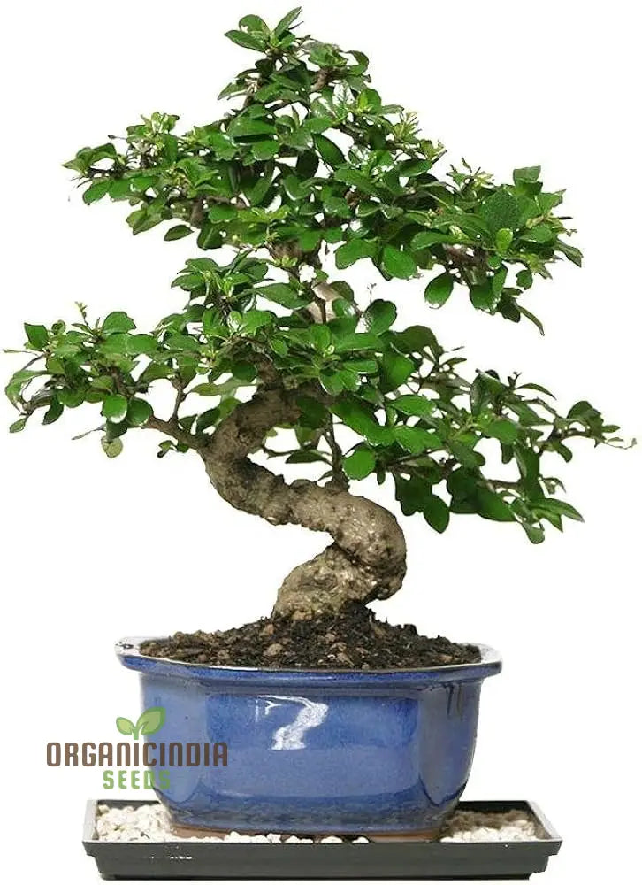 Fukien Tea Seeds For Gardening High-Quality Planting Indoor And Outdoor Gardens Plant