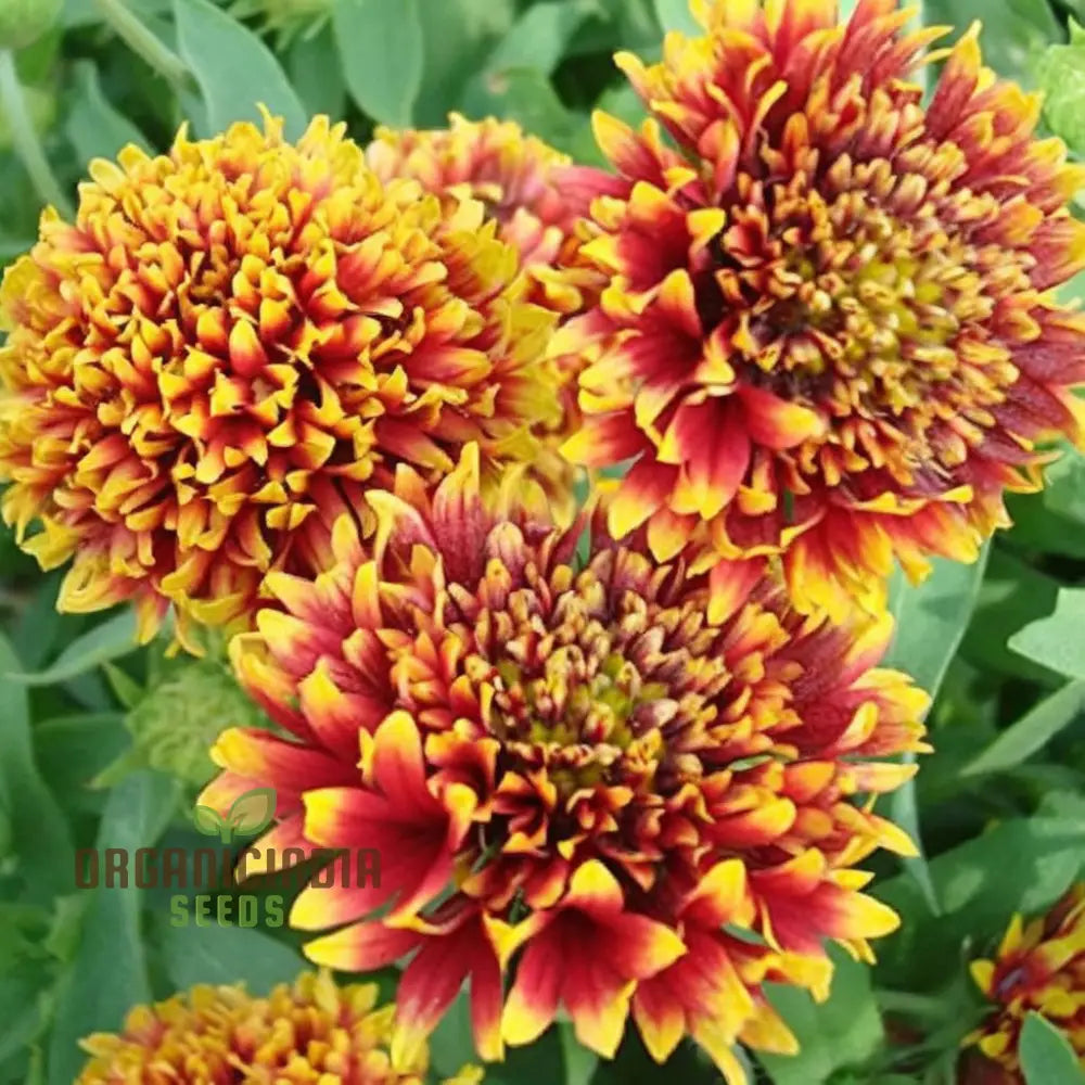 Gaillardia Double Mixed Flower Seeds - Stunning Hardy Blooms For Vibrant Garden Displays
