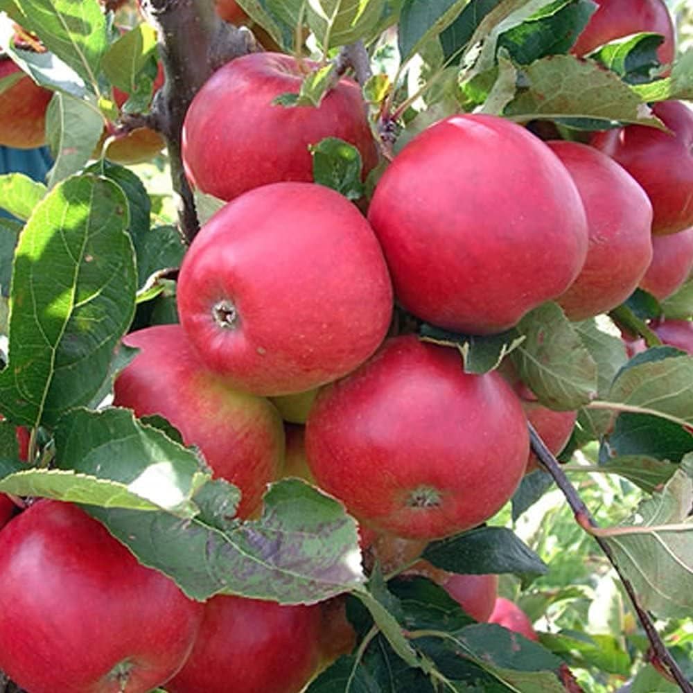 Gala apple seeds for planting in home orchard