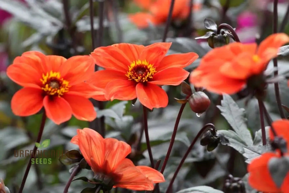 Garden Dahlia Bishop's Children Seeds Collection for Colorful Blooms