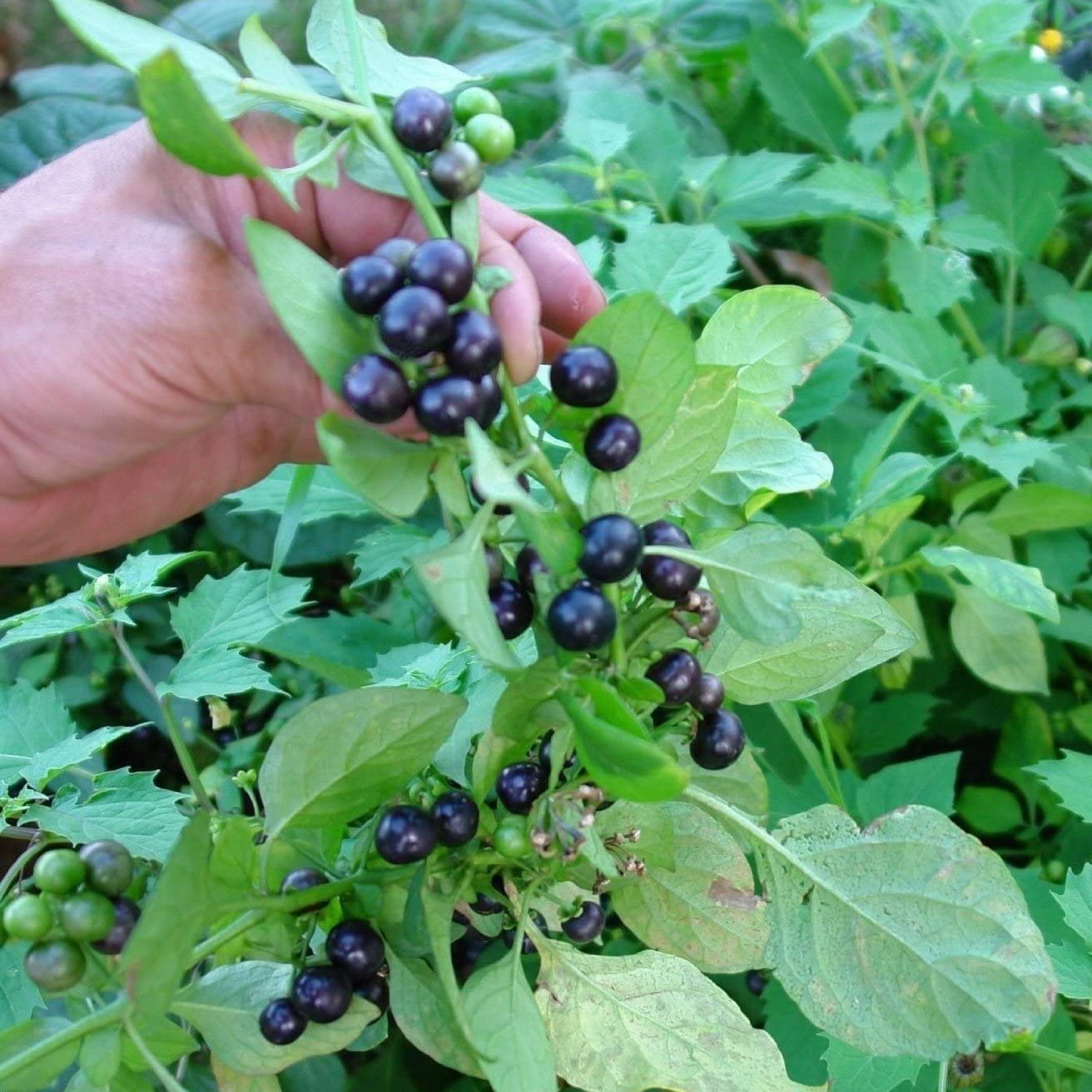 Garden Huckleberry fruit seeds for home gardens
