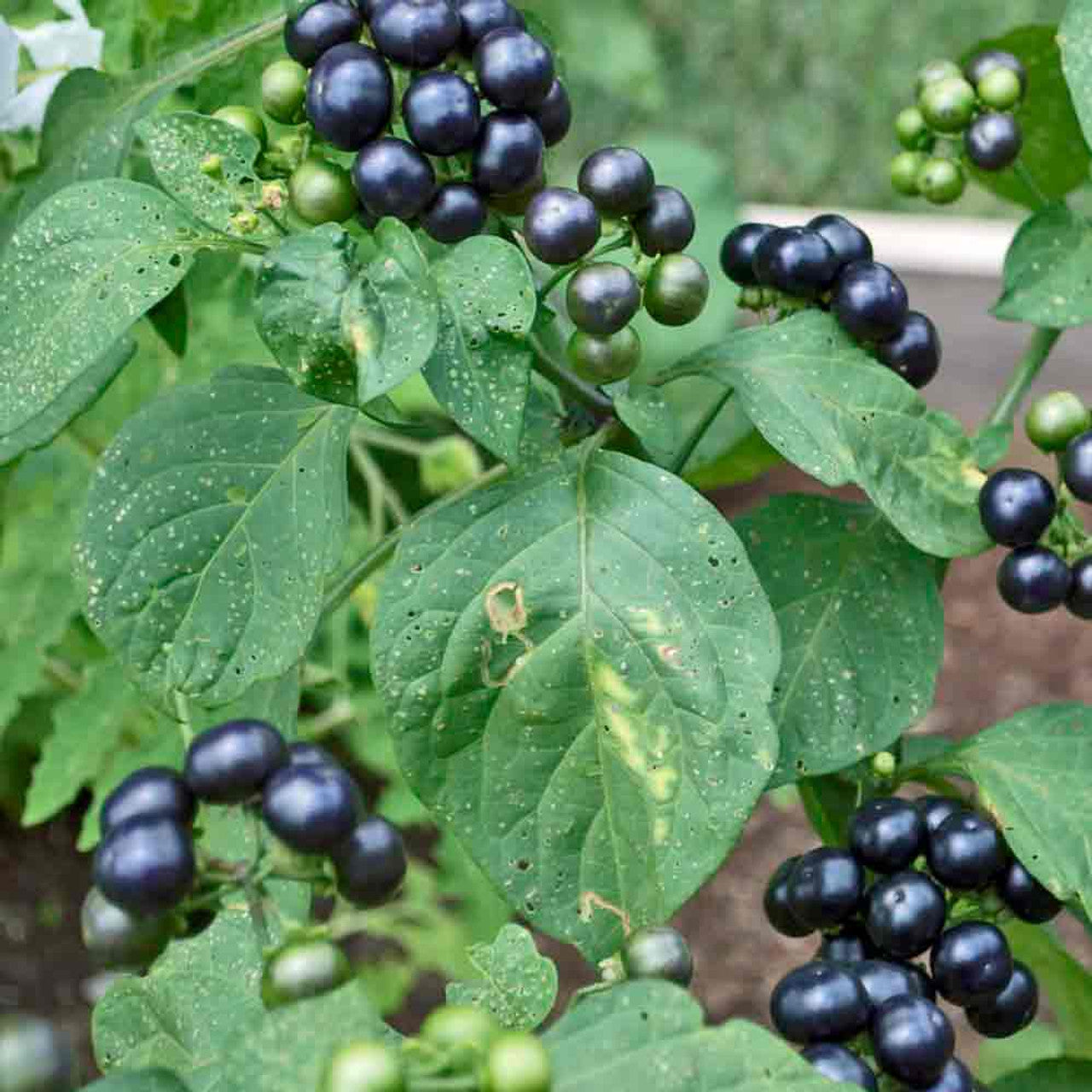 Garden Huckleberry Seeds Non GMO for planting