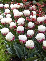 Garden-Ready Ice Cream Tulip Seeds for Bright Blooming Flowers