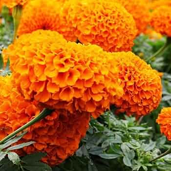 Marigold Seeds for Garden Landscape and Bedding Plants