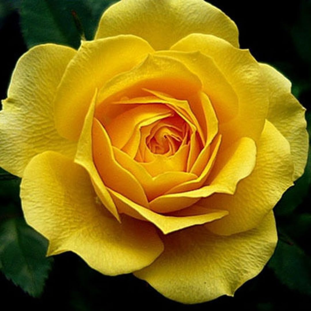 Garden Rose Seeds Yellow Variety for Outdoor Planting