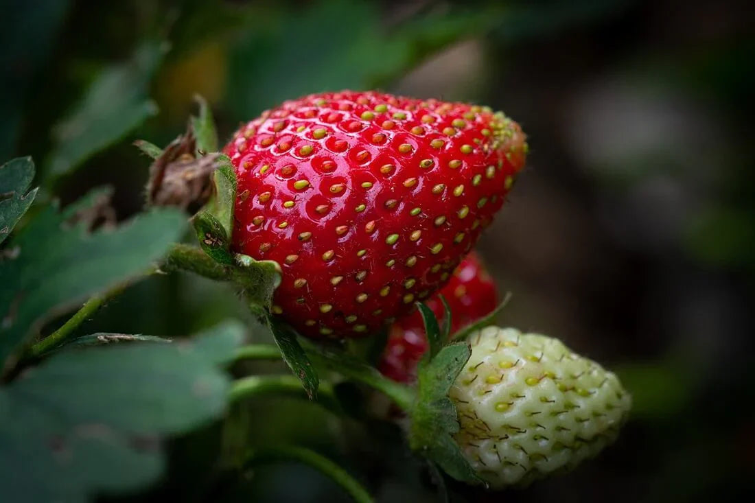 Garden San Andreas strawberry seeds for everbearing berry production