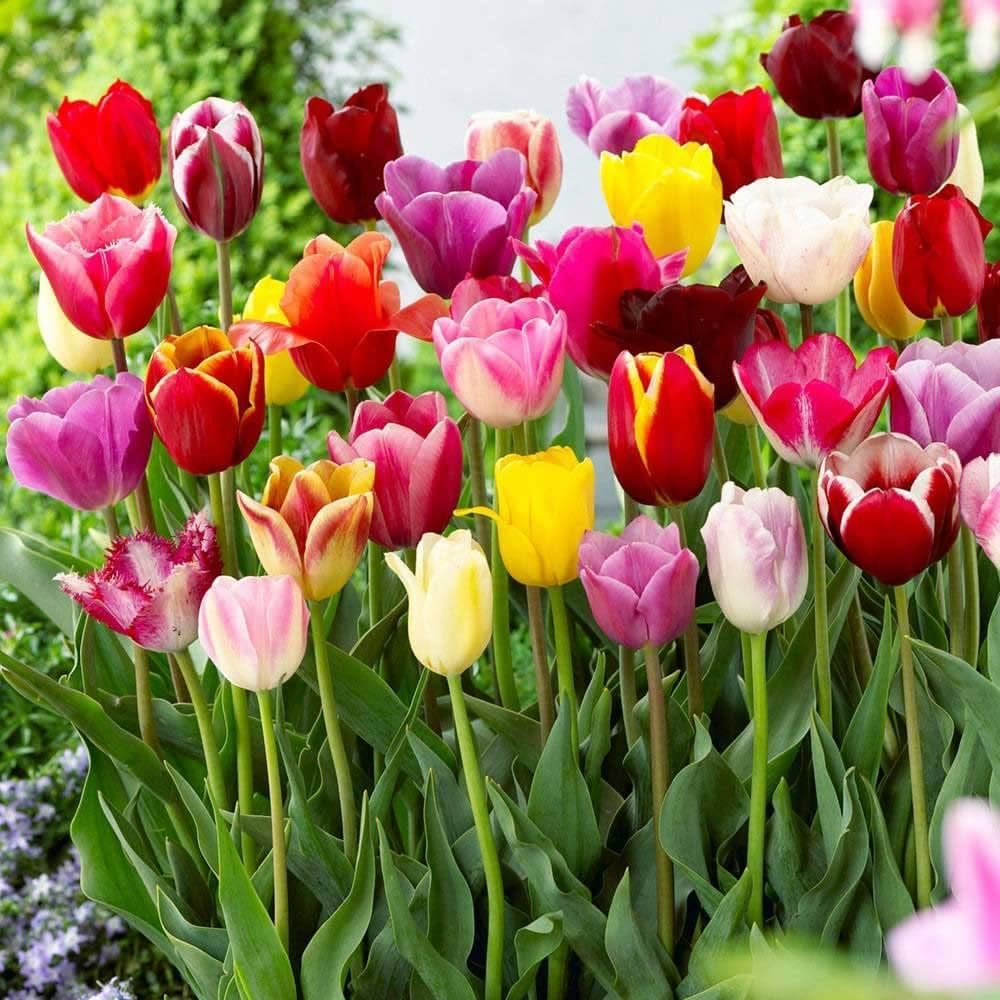 Multi Color Tulip Seeds for Home Garden Landscaping