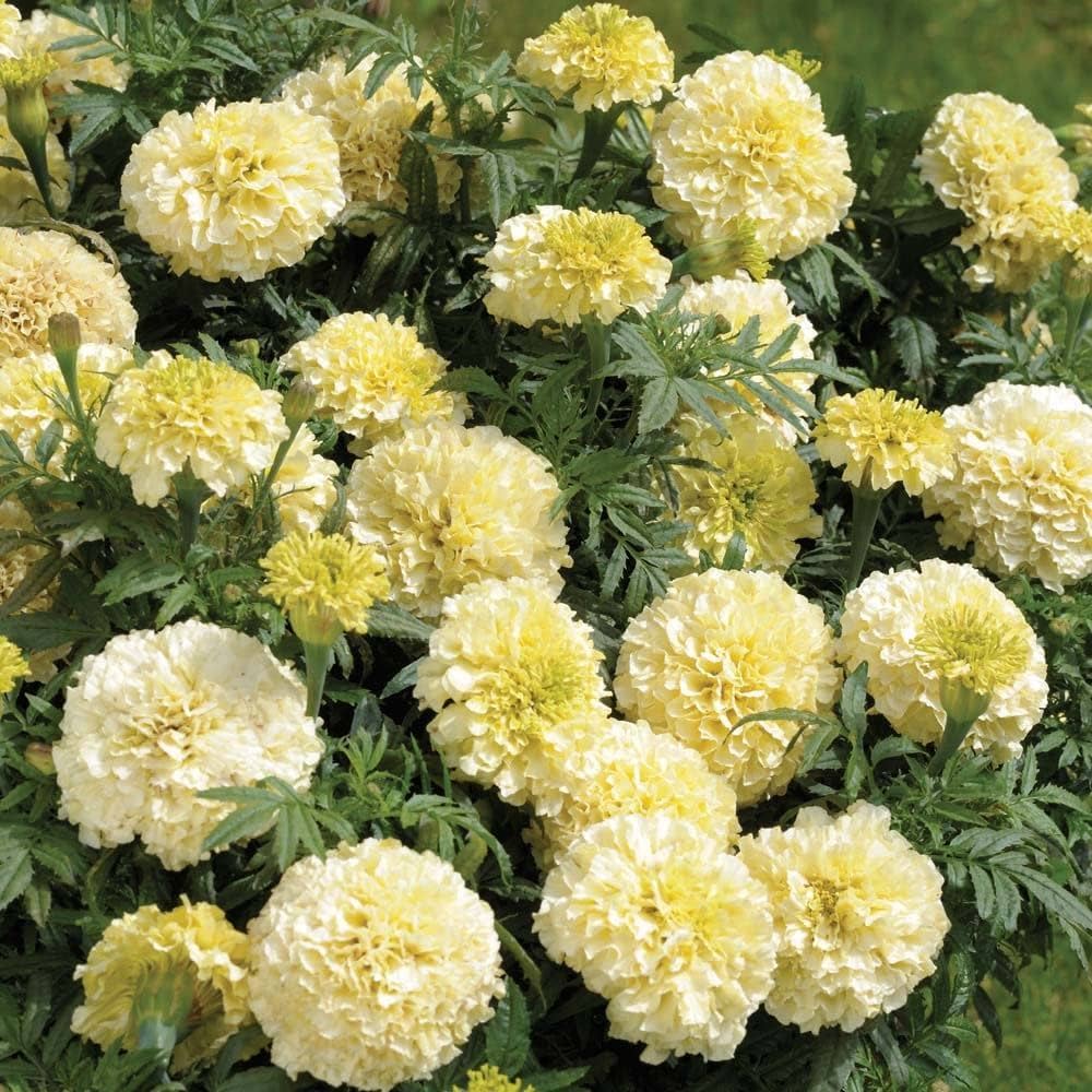 Garden white marigold seeds long-lasting blooms