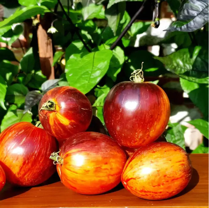 Gargamel Tomato Seeds, Rare Fines Striped Heirloom Tomato Seeds