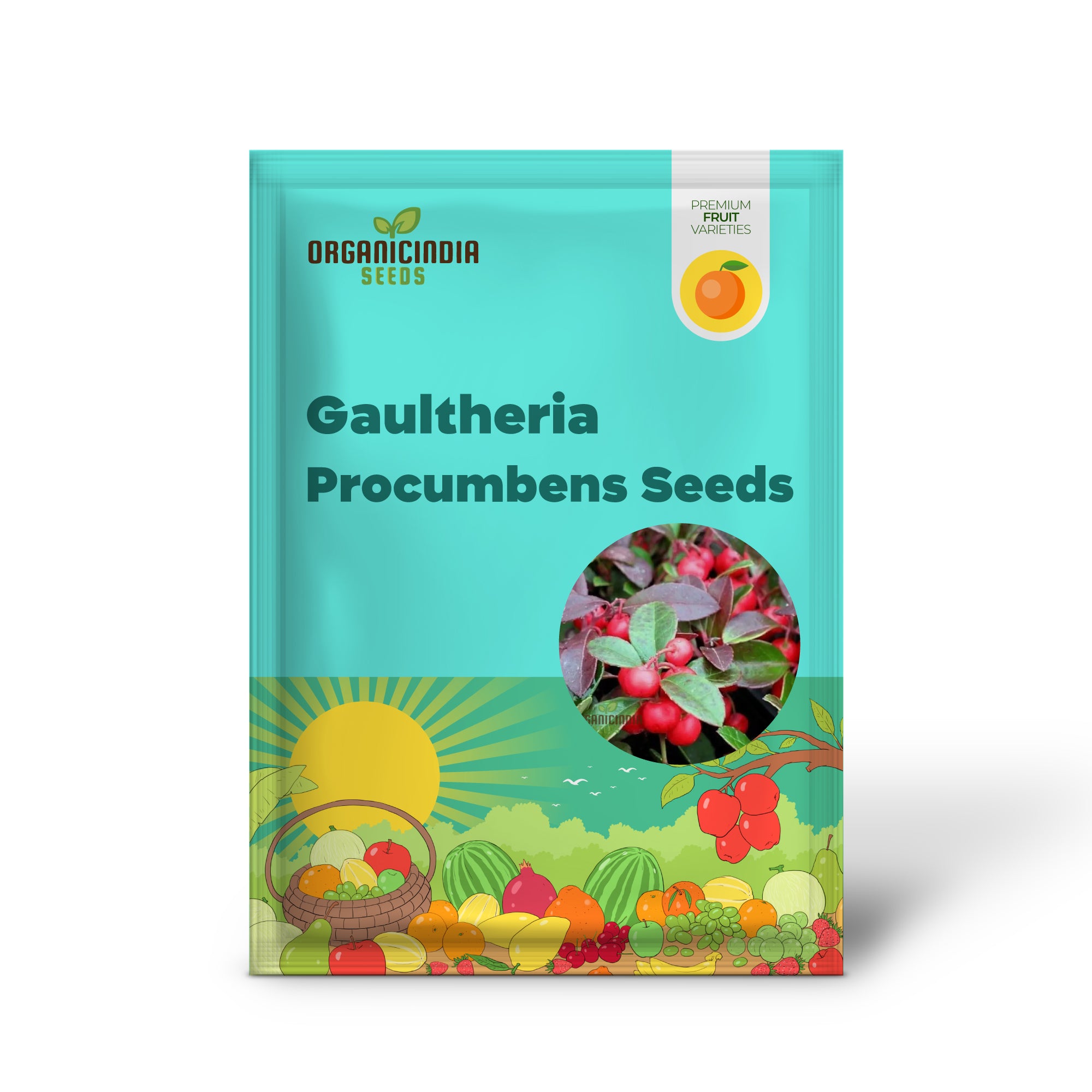 Gaultheria procumbens seeds for growing wintergreen plants