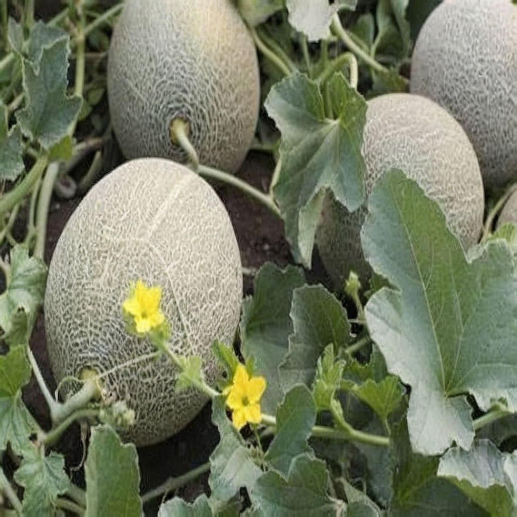Buy High-Yield Muskmelon Fruit Seeds Online, Premium Quality Organic ...