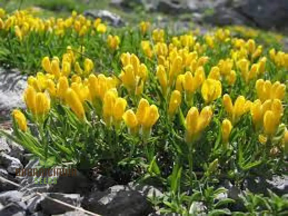 Genista Radiata Seeds - Stunning Yellow Blooms For Your Garden Borders And Landscapes Hardy Easy To