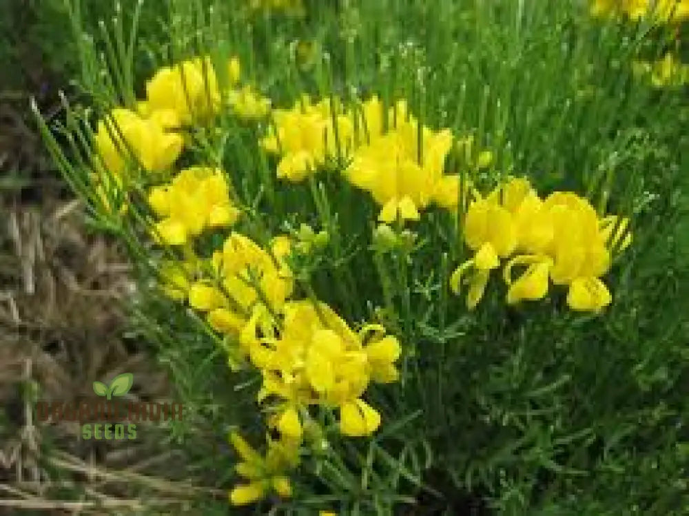 Genista Radiata Seeds - Stunning Yellow Blooms For Your Garden Borders And Landscapes Hardy Easy To