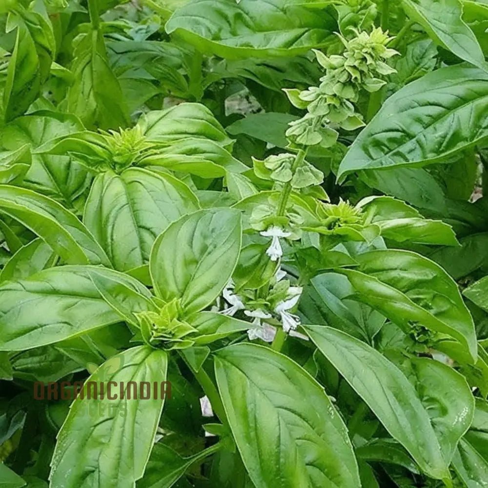 Mature Genovese Basil Plant, Aromatic Italian Herb Seeds