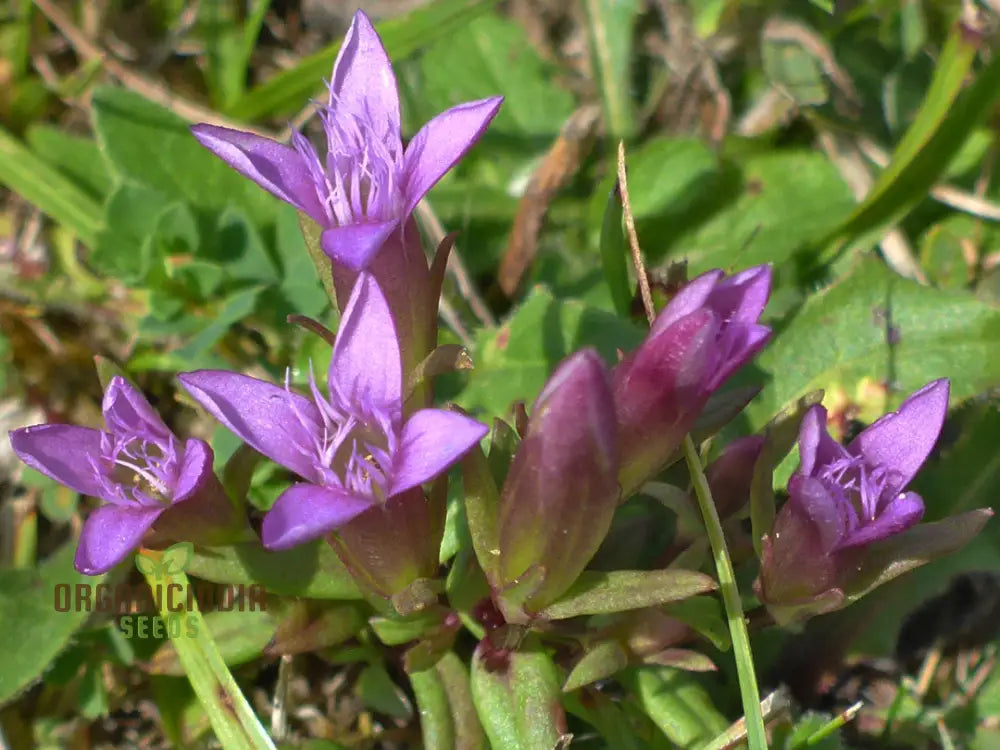 Mature Light Purple Gentian plant grown from seeds