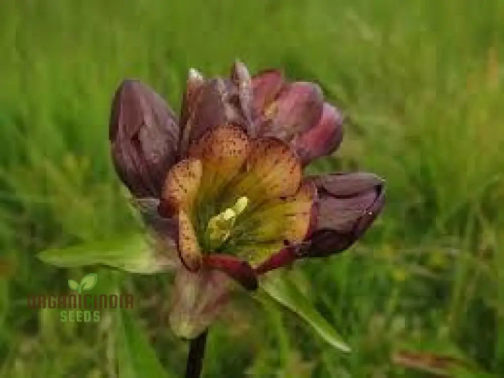 Gentiana Purpurea Seeds - The Ultimate Purple Garden Gem | Perfect For Adding Elegance And Vibrant