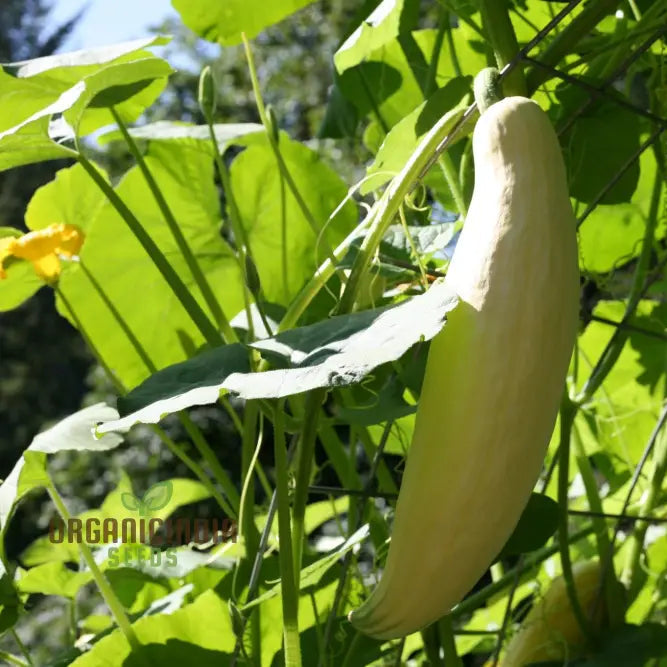 Carrot seeds Georgia Candy Rooster light orange for home garden