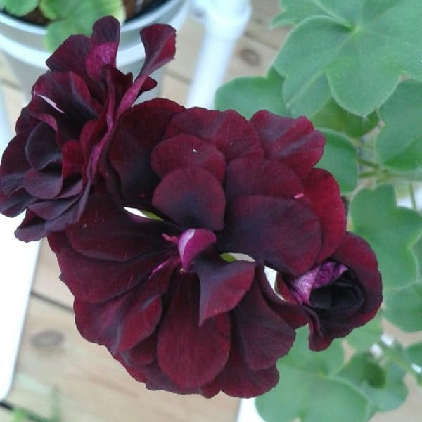 Chocolate Brown Geranium Seeds for Planting, Exotic Flower Seeds