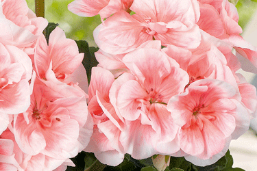 Salmon and White Geranium Plant in Container Pot