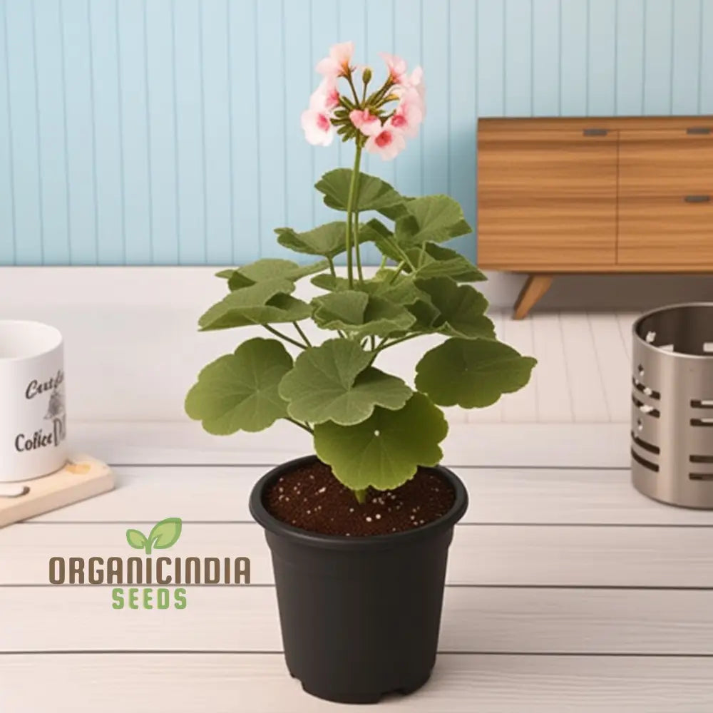 Geranium White and Pink Flowers in Pot Container