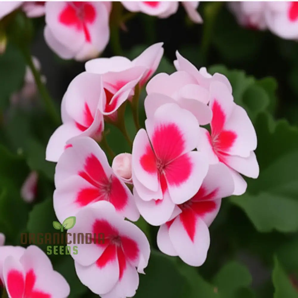 Geranium White and Pink Flowers Growing in Garden Border