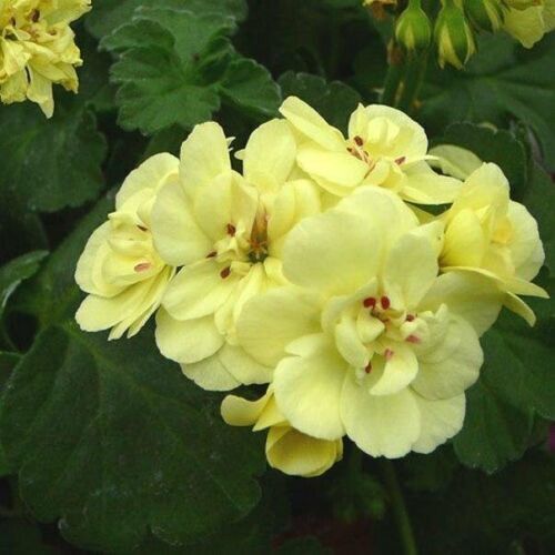 Greenish-Yellow Geranium Seeds for Planting, Unique Vibrant Blooms