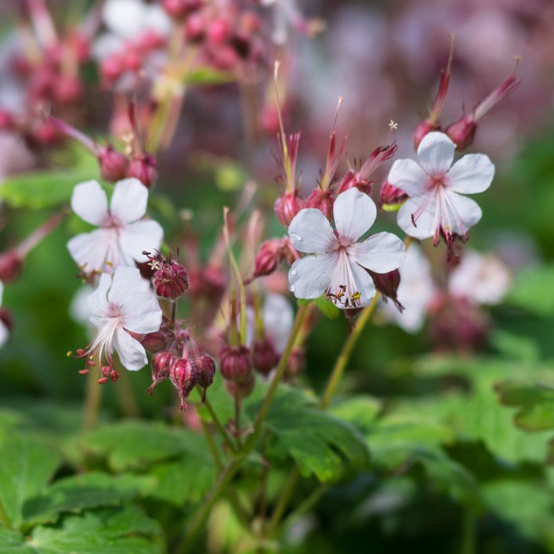 Geranium Macrorrhizum used as ground cover