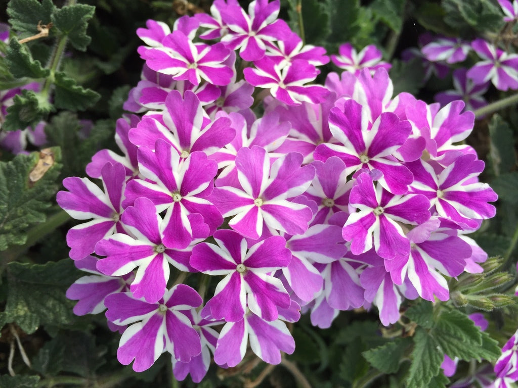 Mature Purple & White Geranium Plant from Seeds, Stunning Blooms