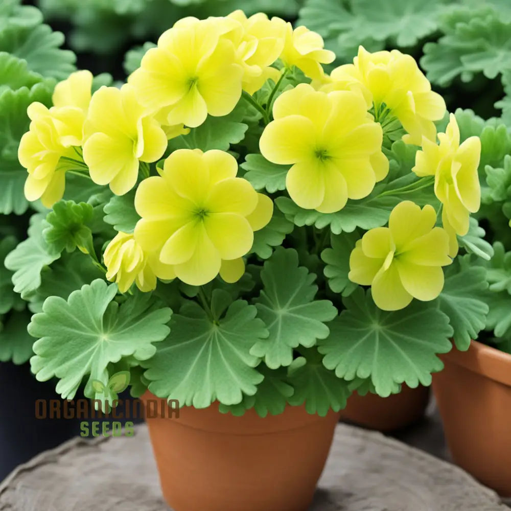 Mature Greenish-Yellow Geranium Plant from Seeds, Unique Blooms