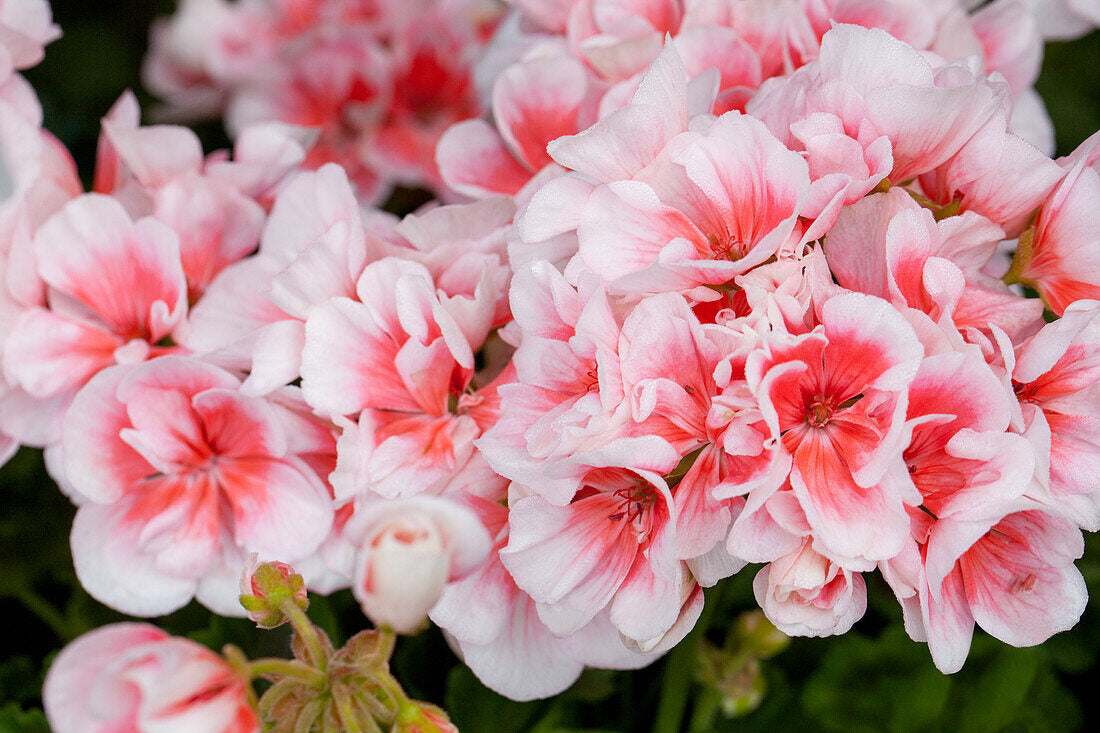 Soft Pastel Salmon and White Geranium Flower Display