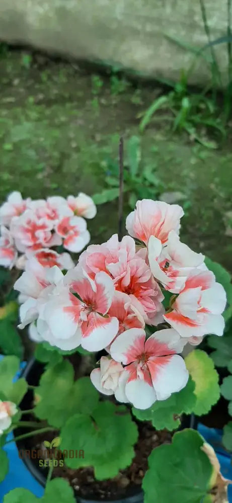 Geranium Flower Close Up White Petals with Peach Center
