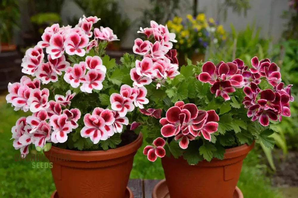 Geranium Pelargonium Bonsai Flower Seeds For Planting 100 Pcs Seeds