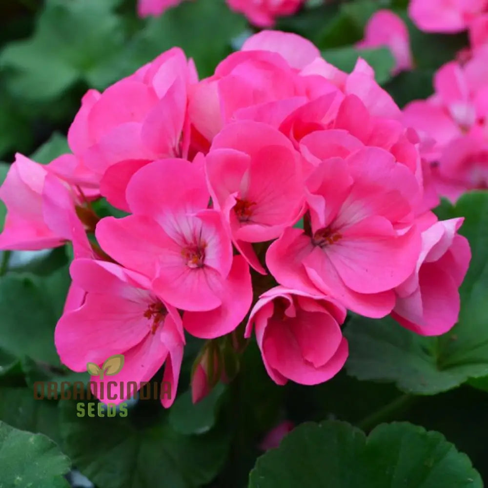 Geranium Pink Flower Plants Growing in Garden Border