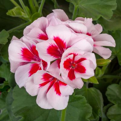Red & White Geranium Seeds for Planting, Non-GMO Flower Seeds