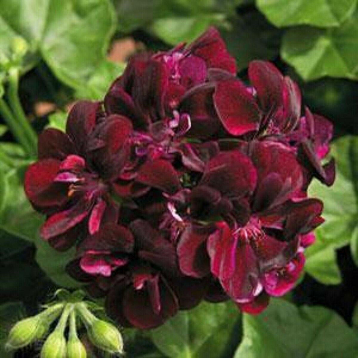 Chocolate Brown Geranium Seedling from Seeds for Garden or Containers