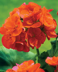 Non-GMO Orange Geranium Seeds with Fiery Blooms