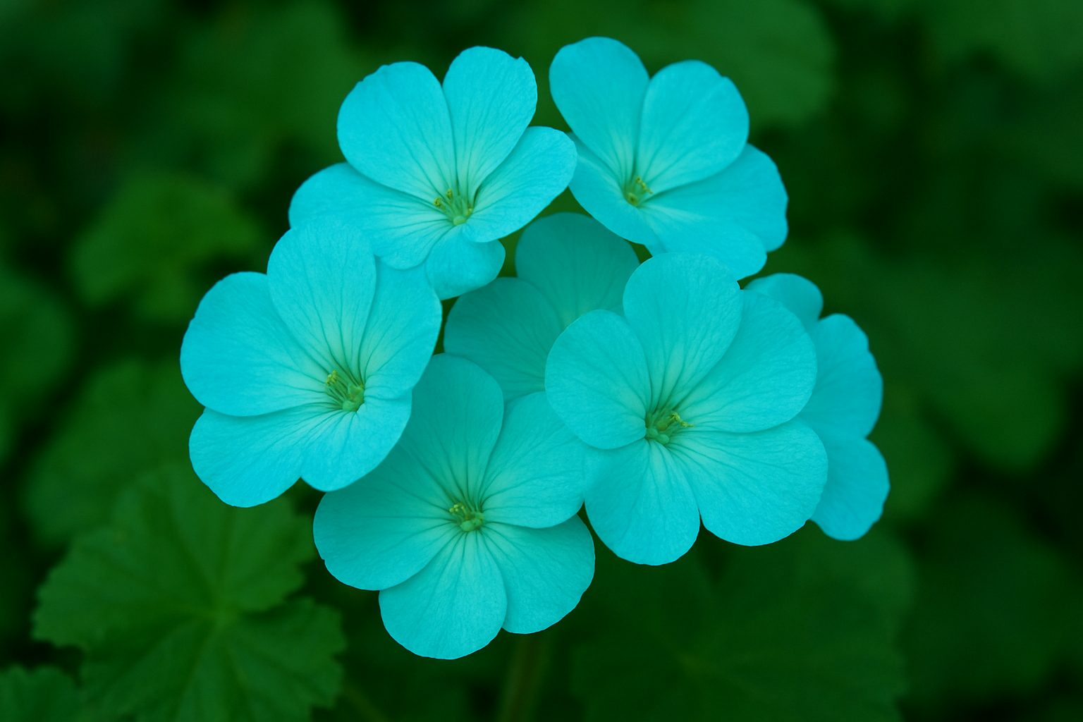Sky blue green geranium perennial seeds