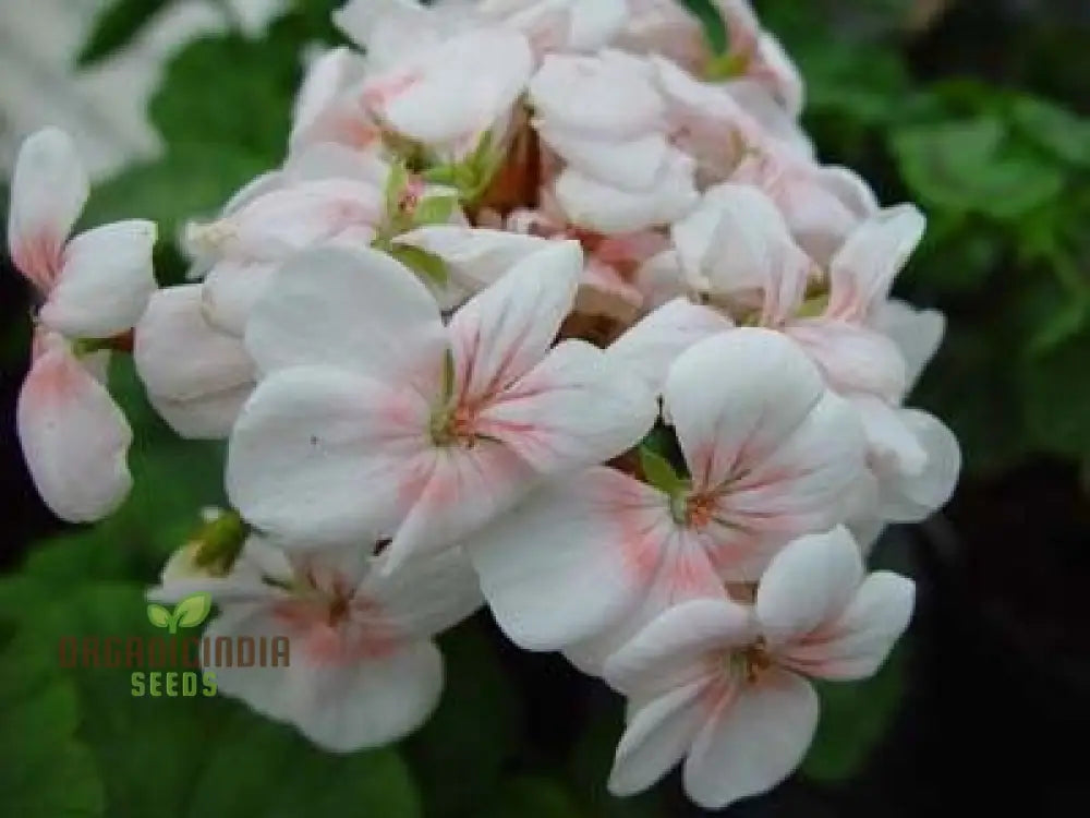 Geranium White and Peach Flowers in Pot Container