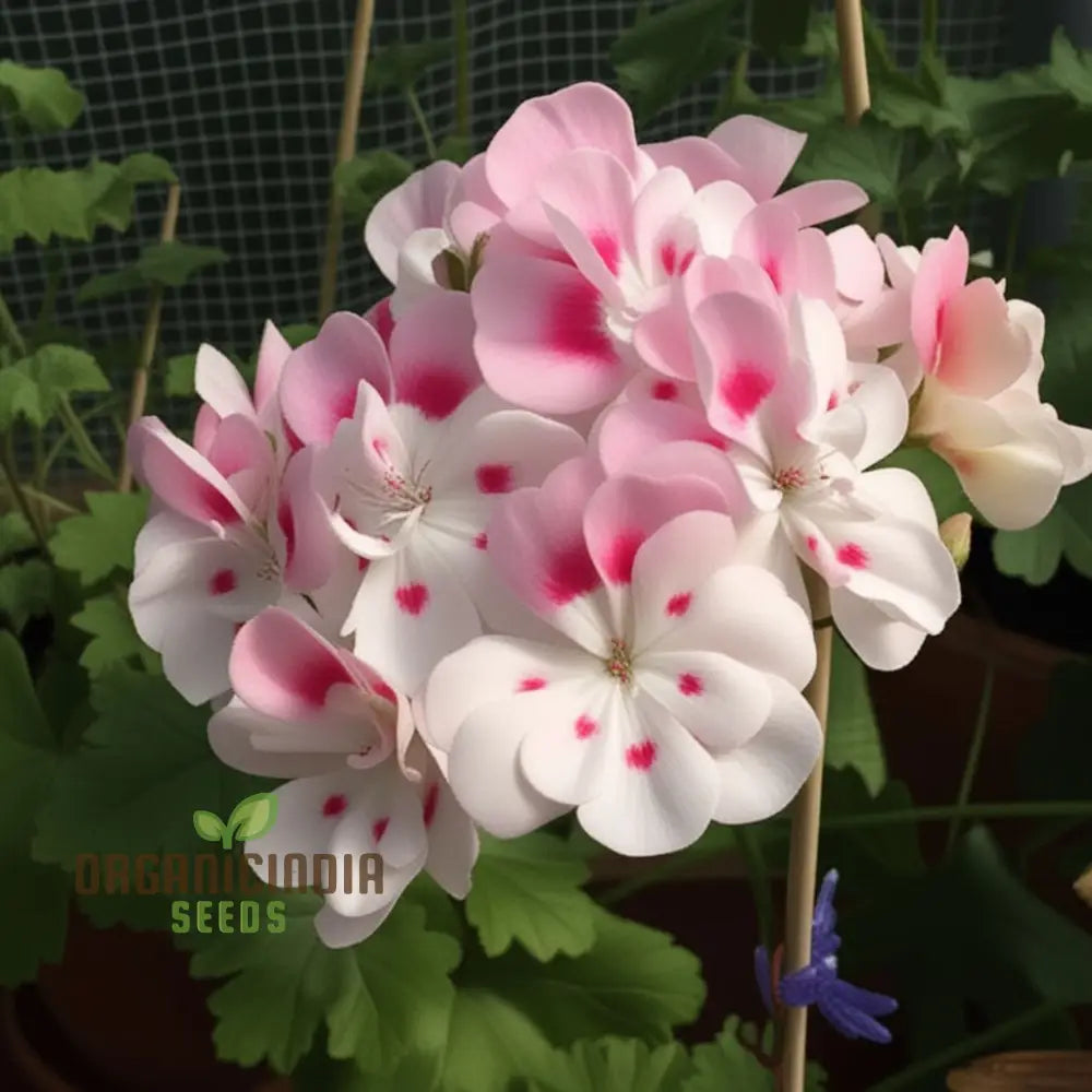 Geranium Flower Seeds White Blooms with Pink Accents