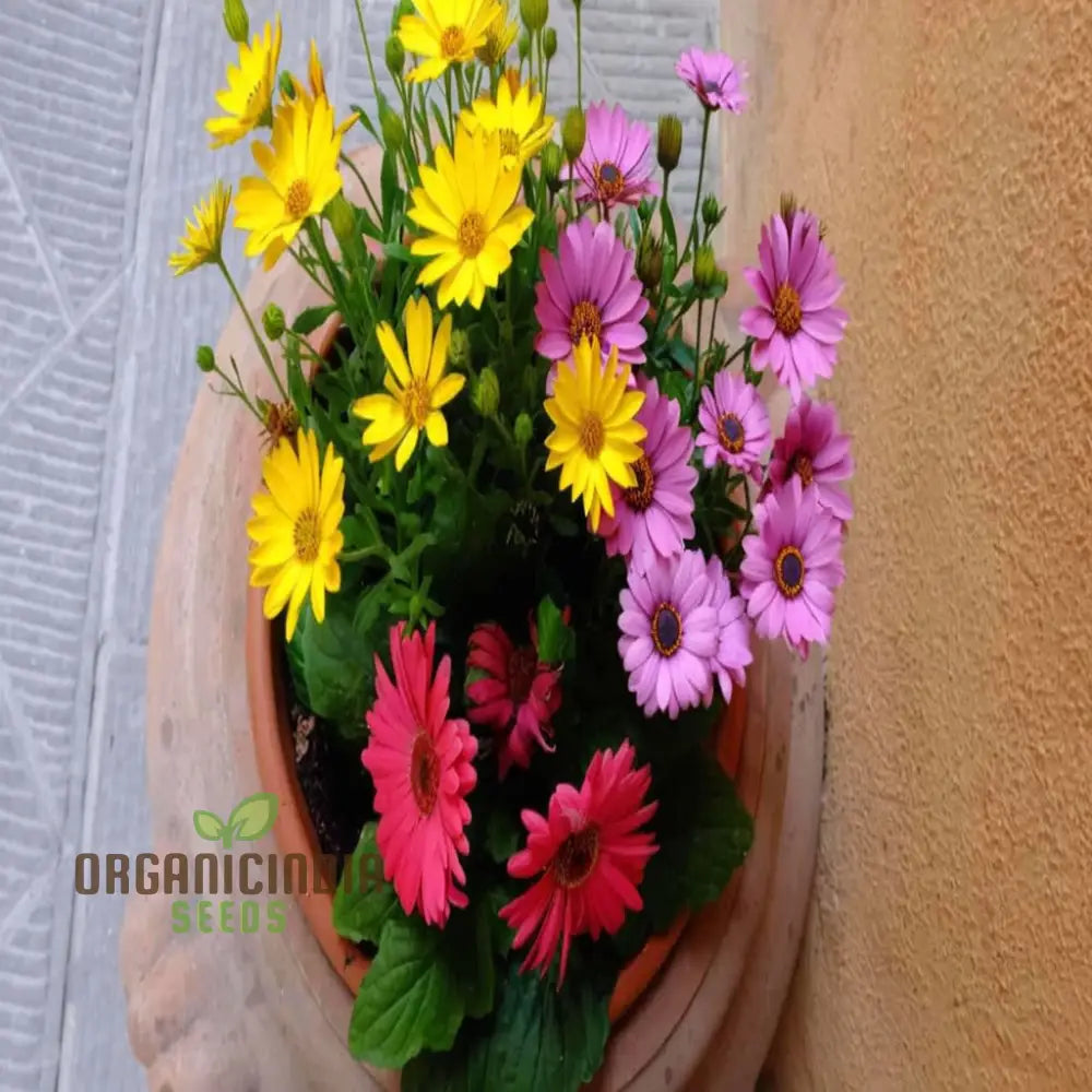 Gerbera Mix Flowering Seeds For Beautiful Blossoms Ideal Planting And Gardening Enthusiasts Flower
