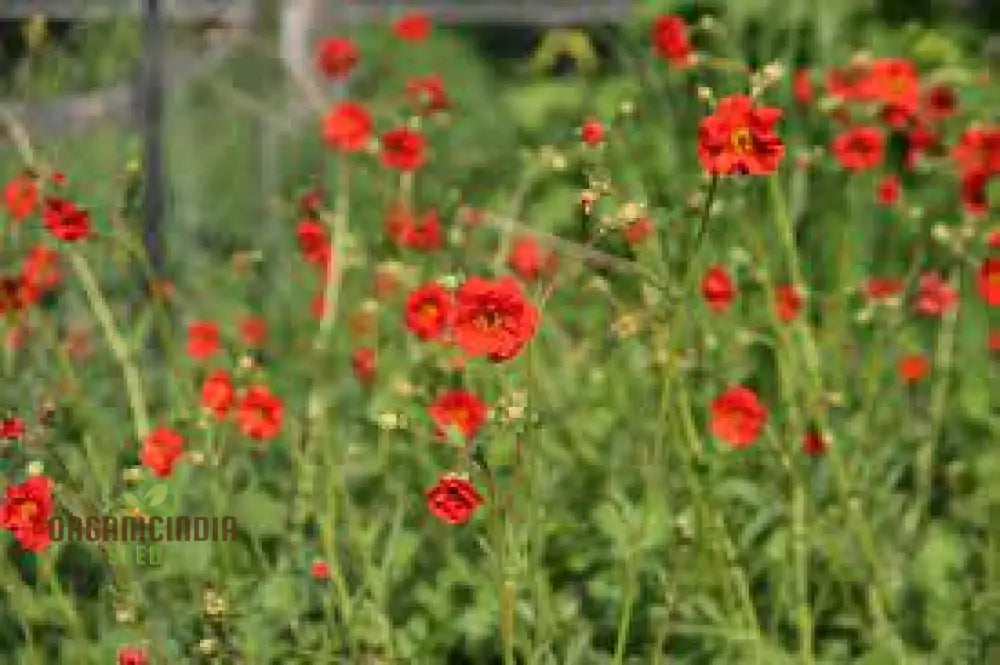 Geum Magellanicum Seeds: Hardy Perennial For Vibrant Gardens | Gardening Enthusiastâ€™s Choice