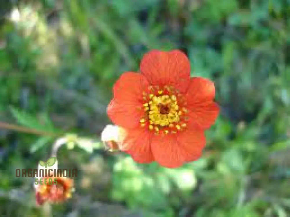 Geum Magellanicum Seeds: Hardy Perennial For Vibrant Gardens | Gardening Enthusiastâ€™s Choice