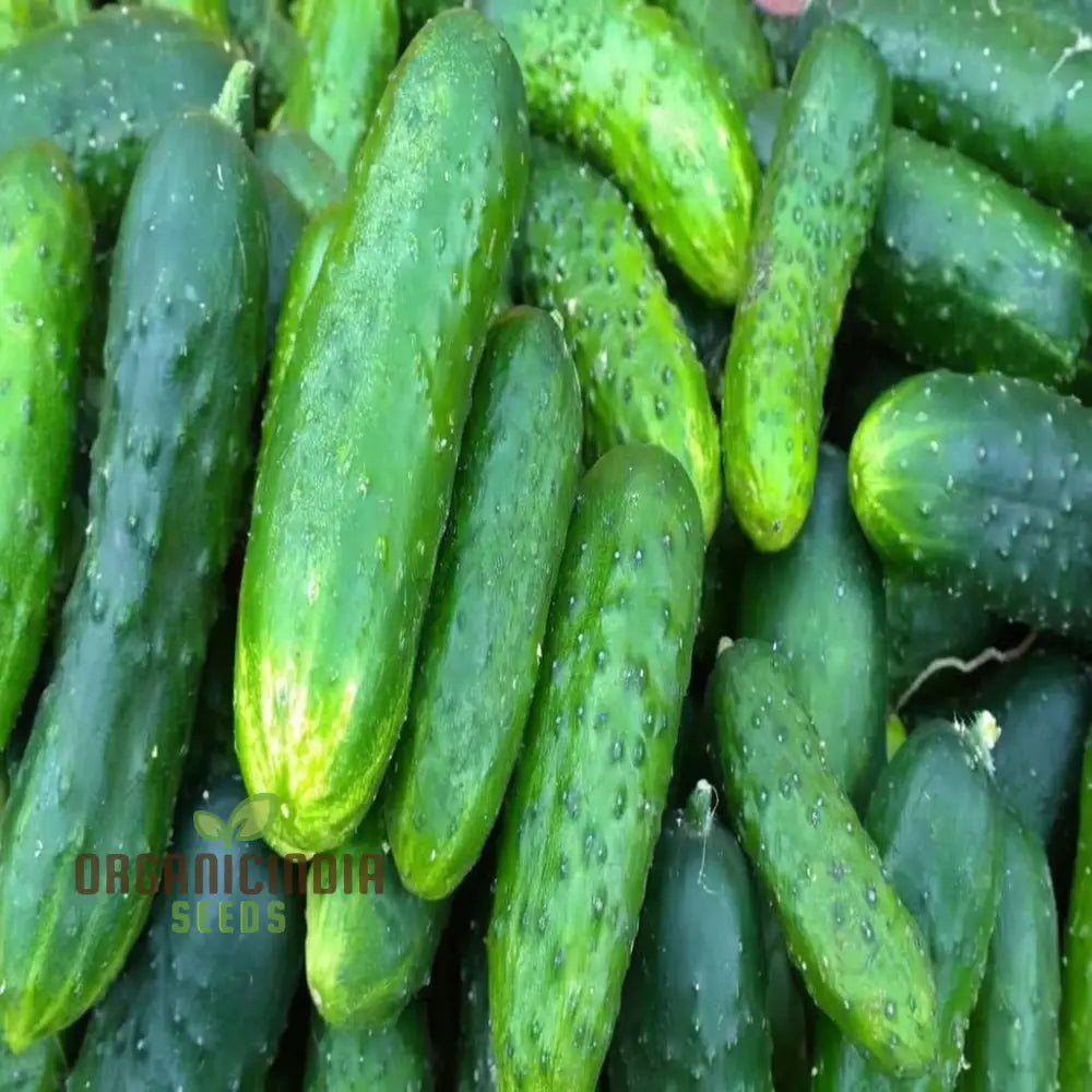 Fresh Gherkin Cucumbers from Seeds, Perfect for Salads and Pickling