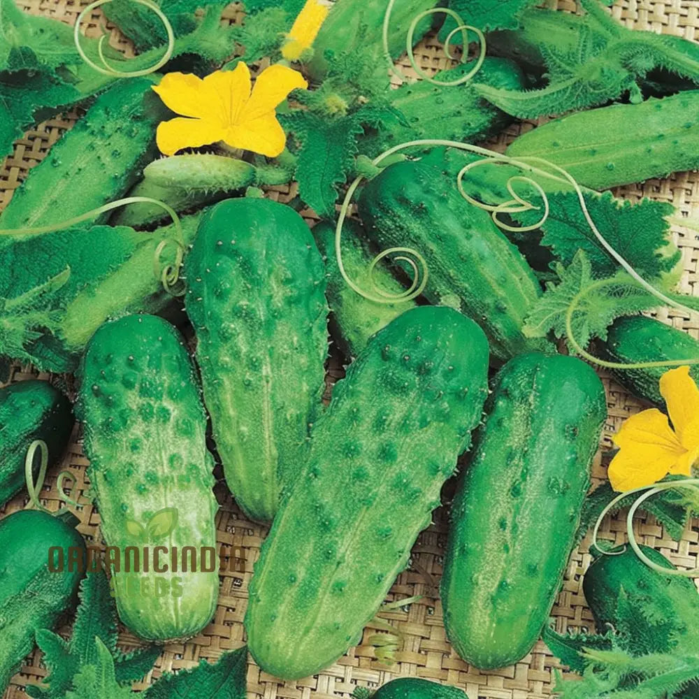 Gherkin Cucumber Seeds for Home Garden, Crisp and Flavorful Cucumbers