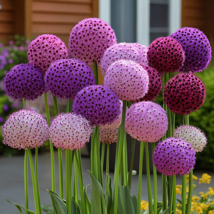 Giant Allium seeds in mixed vibrant colors